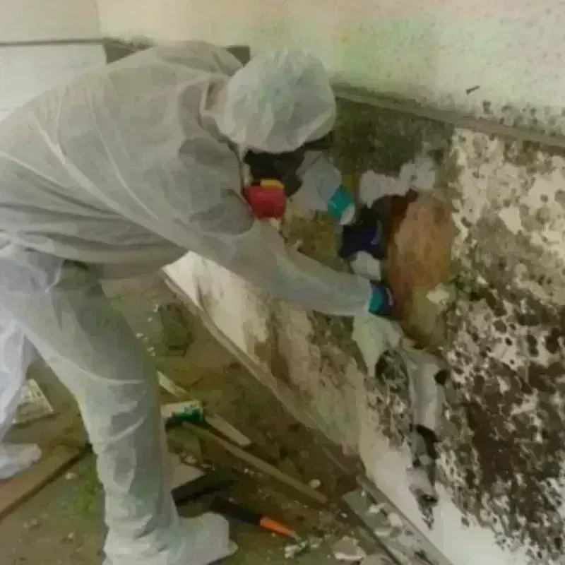 Mold Remediation and Removal in Saltville, VA